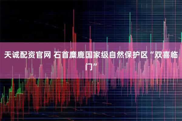 天诚配资官网 石首麋鹿国家级自然保护区“双喜临门”