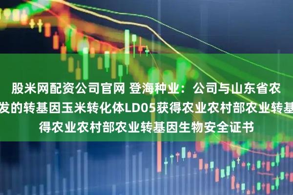 股米网配资公司官网 登海种业：公司与山东省农业科学院合作研发的转基因玉米转化体LD05获得农业农村部农业转基因生物安全证书